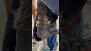 CLINCHING nails satisfying farrier horseshoeing [upl. by Wasson834]