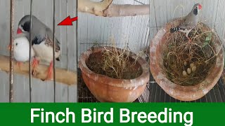 Finch bird breeding  Breeding cage breeding box and Finch bird breeding tips [upl. by Dulci712]