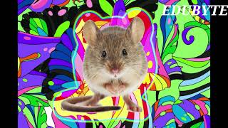 Universe 25  Horrible Rat Utopia Experiment  John B Calhoun  Science  Extinction of Human Race [upl. by Lee322]