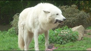 Wolves eating Rabbit Head Alaska Wolf frißt Hasenkopf Howling [upl. by Zippel925]