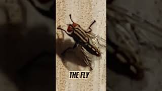 The Fly viral fly insects [upl. by Neiluj]