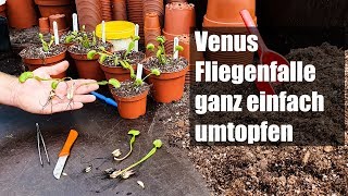 50 Dionaea muscipula umtopfen und vermehren so einfach wirds gemacht [upl. by Adahs]