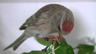 Redpoll Carduelis flammea [upl. by Ellah296]