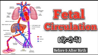 Fetal Circulation In Hindi  Fetal Circulation [upl. by Hetti]