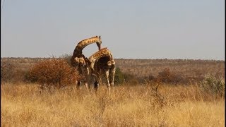 Giraffe Vs Giraffe Fight [upl. by Sykes]