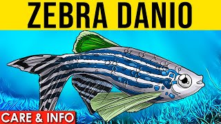 Zebra Danio  Zebra Danio Info And Care  Zebrafish For Beginners [upl. by Annait]