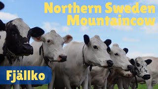 The Northern Sweden FjällkoMoutaincow [upl. by Ellersick]