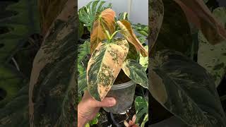 Philodendron Melanochrysum Variegated philodendron [upl. by Atnoved]