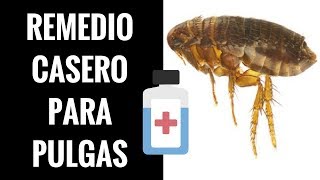 🛑Remedios CASEROS para las Pulgas ⏭ Descubre 1 Fórmula AntiPulgas NATURAL✅ [upl. by Lethia]