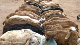 Sheep Farming in Hyderabad Livestock and Farms HLSF Andhra Pradesh India [upl. by Fredek]