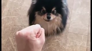 190226 BTS Update Taehyung is TRAINING Yeontan Cute Overloaded [upl. by Uoliram936]