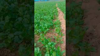 Dhaniya plantations farming agriculture chandankumar [upl. by Horowitz150]