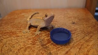 Do Crested Geckos Drink From Water Bowls [upl. by Lessard125]