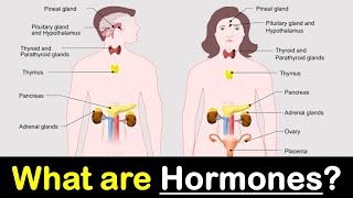 What are Hormones  Endocrine Glands  Hindi  Priyank Singhvi [upl. by Vasilis246]