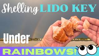 Shelling LIDO under RAINBOWS  Conchs Olives Whelks amp MORE [upl. by Oigimer]