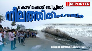 കോഴിക്കോട് ബീച്ചിൽ നീലത്തിമിംഗലം  Kozhikode Beach  Blue Whale [upl. by Eusoj]