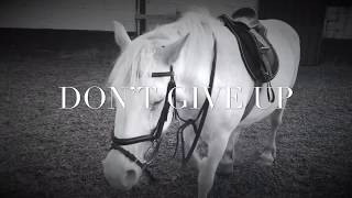 Never give up  Equestrian motivation [upl. by Starr]