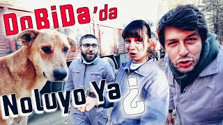 NoluyoYaa ile DoBiDa Yüzlerce Köpeğin İçinde 😂 BÜYÜK BULUŞMA ünlüyübarınağagötür [upl. by Treva]