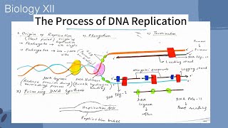 Biology XII  Process of DNA Replication [upl. by Delanty]