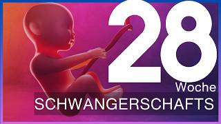 28 Schwangerschaftswoche Was passiert im dritten Trimester  Update 28 SSW [upl. by Airdnalahs]