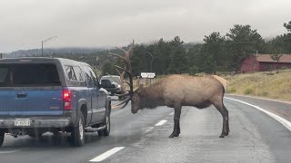 Bull elk attacks truck in Estes Park [upl. by Asikal]