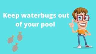 Hints and Tips to Keep Water Bugs Out of Your Pool [upl. by Eladal747]