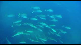 Spearfishing paradise in Tofo Mozambique with Bitonga Adventures [upl. by Ardekal]