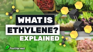 What is Ethylene [upl. by Hertzog768]