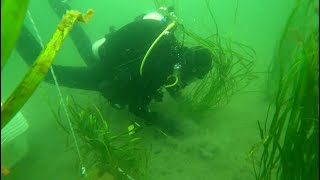 Restoring Our Eelgrass [upl. by Lenna]