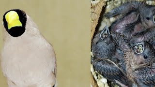 Masked grass finches  Poephila personata  in the nest day by day  Birds Mating [upl. by Daile]