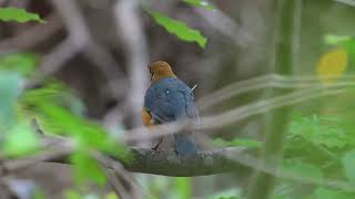 Orange headed Thrush [upl. by Boyse]