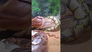 Python Snake Pet Must Watch This First🐍😱 [upl. by Siocnarf318]