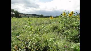 Das Rebhuhn Rebhuhnschutzprojekt Landkreis Göttingen [upl. by Airehtfele]