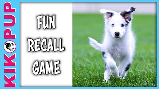 FUN RECALL GAME  puppy training come recall [upl. by Assirim]