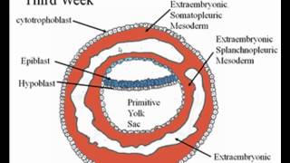 Early Embryology [upl. by Territus]