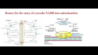 MalateAspartate Shuttle and Glycerol 3 Phosphate Shuttle [upl. by Anrahs553]