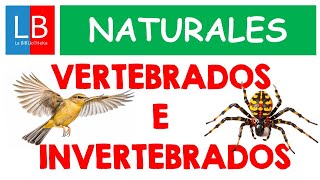 Animales VERTEBRADOS e INVERTEBRADOS para niños ✔👩‍🏫 PRIMARIA [upl. by Yenhoj235]