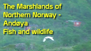 Bushcrafting in Norwegian marshland  Wildlife and huge fish [upl. by Nurav]