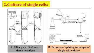 Bergmanns plating technique of single cell culture  Filter paper Raft nurse tissue technique [upl. by Urina]