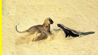 Thats why the honey badger is the most fearless animal in the world shorts animal honeybadger [upl. by Bury]