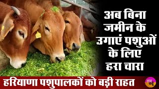 Hydroponic System  Haryana में बिना जमीन के उगाएं हरा चारा  Smart Kheti [upl. by Anirbed]