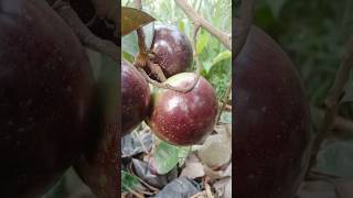 Caimito Purple VS Caimito Green Star Apple Fruit Caribbean Central America exoticfruit exotica [upl. by Raddy]