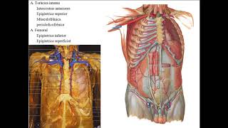 SISTEMA ARTERIAL PARTE 2  RAMOS DA AORTA TORÁCICA E AORTA ABDOMINAL [upl. by Elleined140]