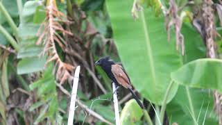 The Lesser coucal calls 番鵑叫聲 [upl. by Arri689]