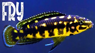 Julidochromis marlieri Fry  Lake Tanganyika African Cichlid [upl. by Nilloc]