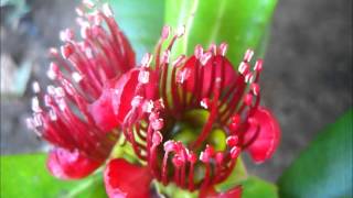 Palawan Endemic Flora Xanthostemon speciosus showing species variation [upl. by Reddin106]