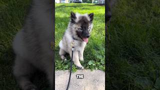 introducing the keeshond 🐕 a very cute pet breed keeshond [upl. by Shayna]