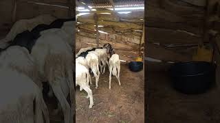 feeding them with brachiaria grass sheepfarming farming livestock [upl. by Kippy423]