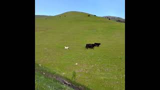 Miso herding cows at Mission Peak [upl. by Nedyrb863]