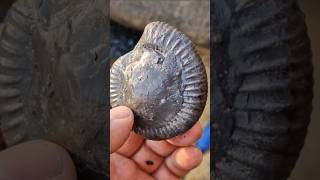 fossilhunting in Whitby Yorkshire for jurassic fossil ammonite nodules [upl. by Isus]